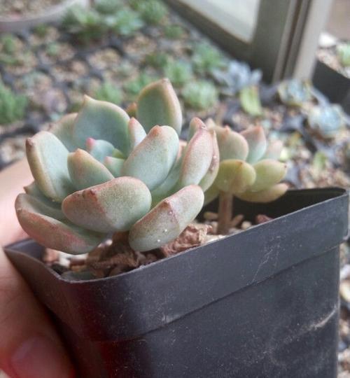 多菌灵的水浇多肉植物的注意事项（了解多菌灵的性质和用途）