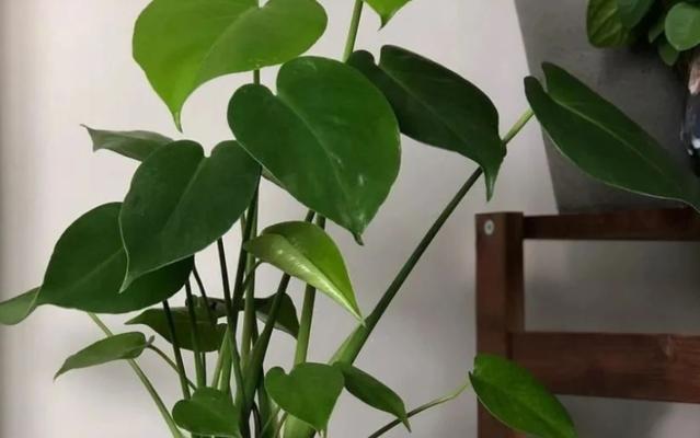 多菌灵可用于龟背竹的防治（了解多菌灵的作用和使用方法）