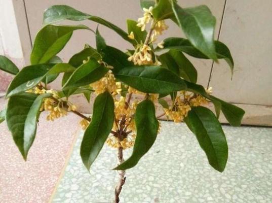 多菌灵可否用于浇灌桂花（探究多菌灵的使用范围和注意事项）