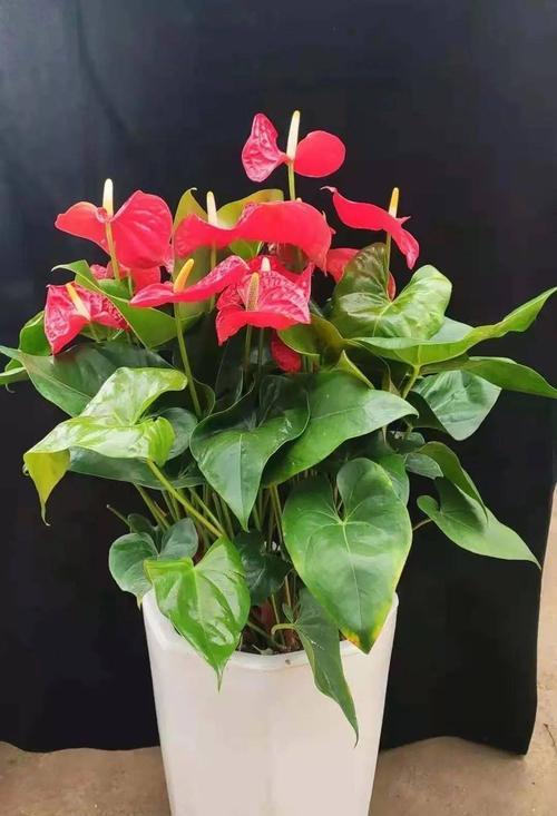 多菌灵浇红掌花的效果和注意事项（红掌花的常见病害及多菌灵的使用方法）