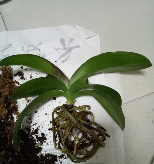多菌灵可以浇蝴蝶兰吗（了解多菌灵在蝴蝶兰生长中的作用）