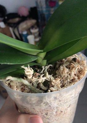 多菌灵可以浇蝴蝶兰吗（了解多菌灵在蝴蝶兰生长中的作用）