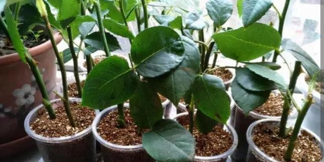 多菌灵可以用于浇茉莉花吗？