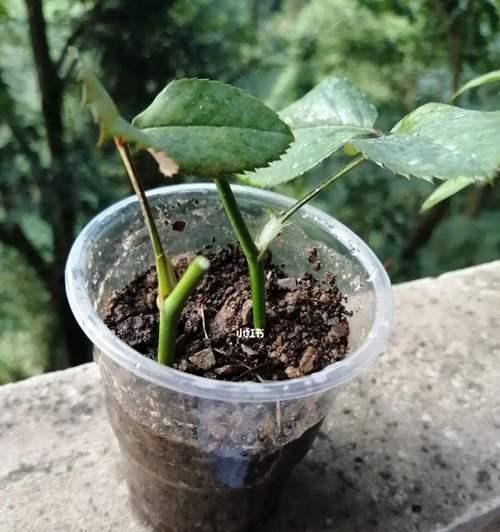 多菌灵可否用于浇水盆景（多菌灵的使用方法和注意事项）