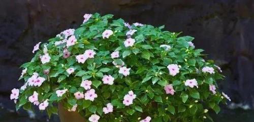 多菌灵是否适用于浇灌枇杷树（探讨多菌灵对枇杷树的影响与使用注意事项）