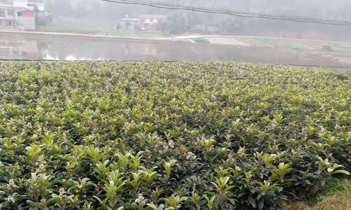 多菌灵是否适用于浇灌枇杷树（探讨多菌灵对枇杷树的影响与使用注意事项）