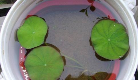 多菌灵可否浇碗莲（了解多菌灵的使用方法与注意事项）