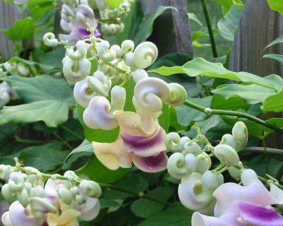 多年生藤本花卉的栽培与养护