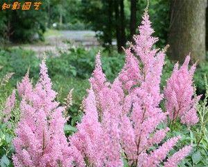 多年宿根花卉种植与养护（选择）