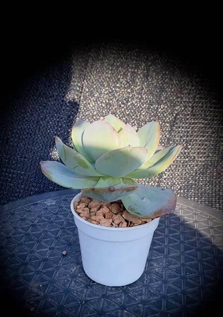 多肉白凤的生长特点（从种植到生长）