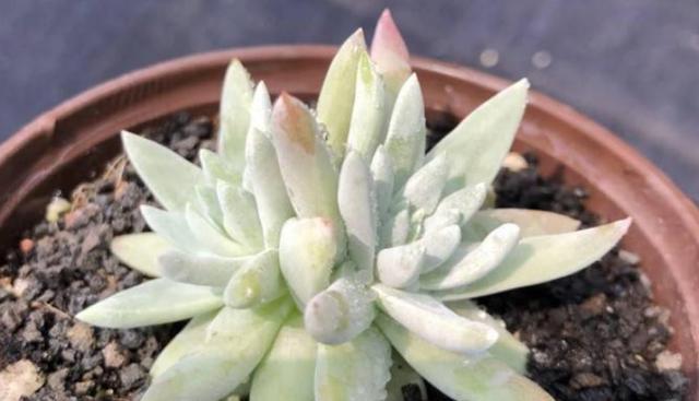 多肉白菊种植（选择盆的深浅）