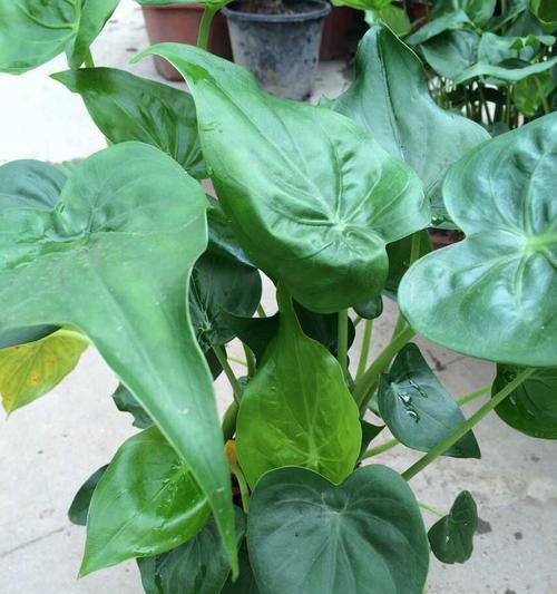 滴水观音植物的寓意是什么？如何养护滴水观音？