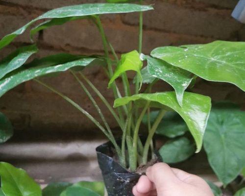 滴水观音植物的寓意是什么？如何养护滴水观音？