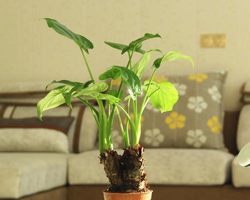 滴水观音植物的寓意是什么？如何养护滴水观音？