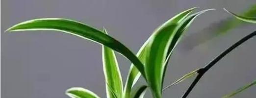 吊兰花语是什么意思？如何正确解读吊兰的花语含义？