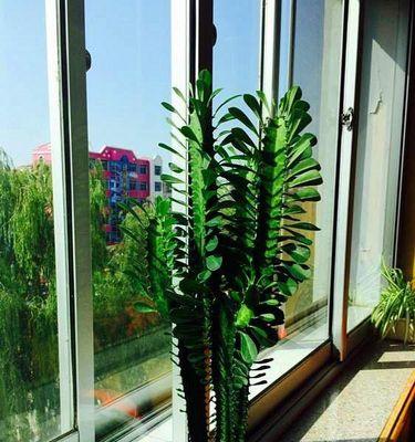 龙骨养殖需要注意什么？如何正确养殖龙骨？
