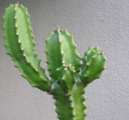 龙骨冬天落叶吗？如何判断龙骨植物的健康状态？