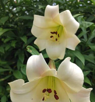 蝶花百合花语有哪些含义？