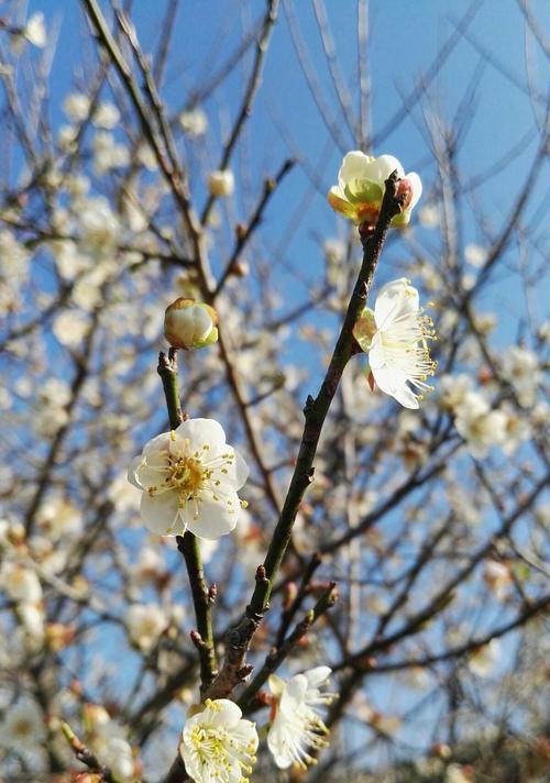 冬天的梅花象征着什么？梅花在冬季的寓意是什么？