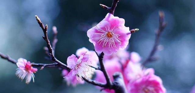 冬天的梅花象征着什么？梅花在冬季的寓意是什么？
