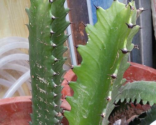 龙骨植物浇水频率是多少天一次？如何正确浇水？