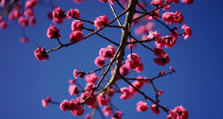 冬天梅花的特点是什么意思？如何欣赏梅花的独特之美？