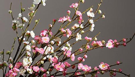 冬天梅花的特点是什么意思？如何欣赏梅花之美？