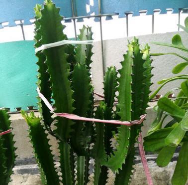 龙骨根系发达吗？如何判断龙骨植物的根系健康状况？