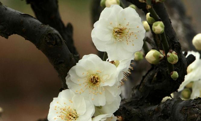 冬天梅花有哪些特点？梅花在冬季的意义是什么？