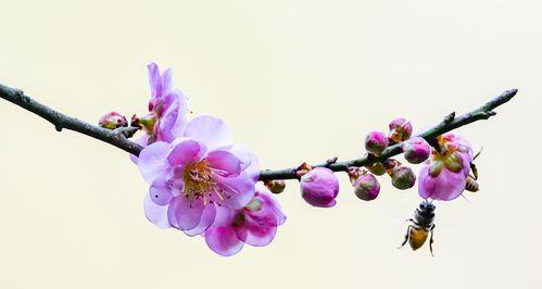 冬天梅花的特点是什么？梅花在冬季的意义又是什么？