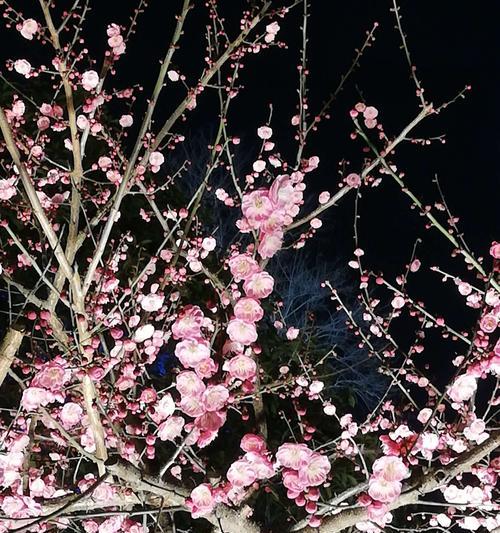 冬天梅花的特点是什么？梅花在冬季的意义又是什么？