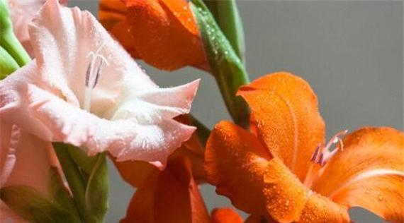 对兰花语是什么意思？如何理解对兰的花语含义？