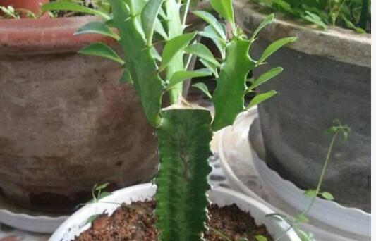 龙骨花汁液是否含有毒性？接触后应如何处理？