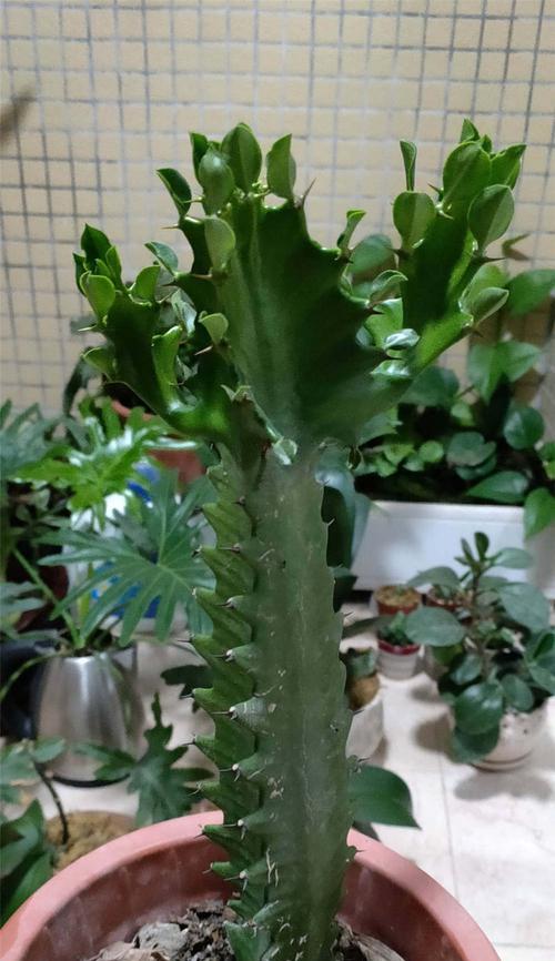 龙骨花冬天掉叶子是正常现象吗？如何应对？