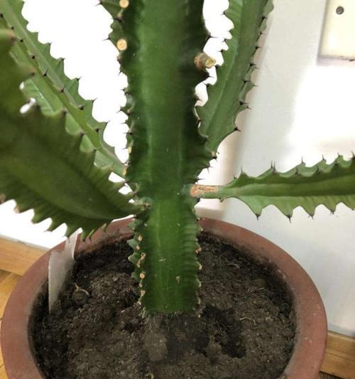 龙骨花多久能开花？养殖多长时间才能看到花朵？
