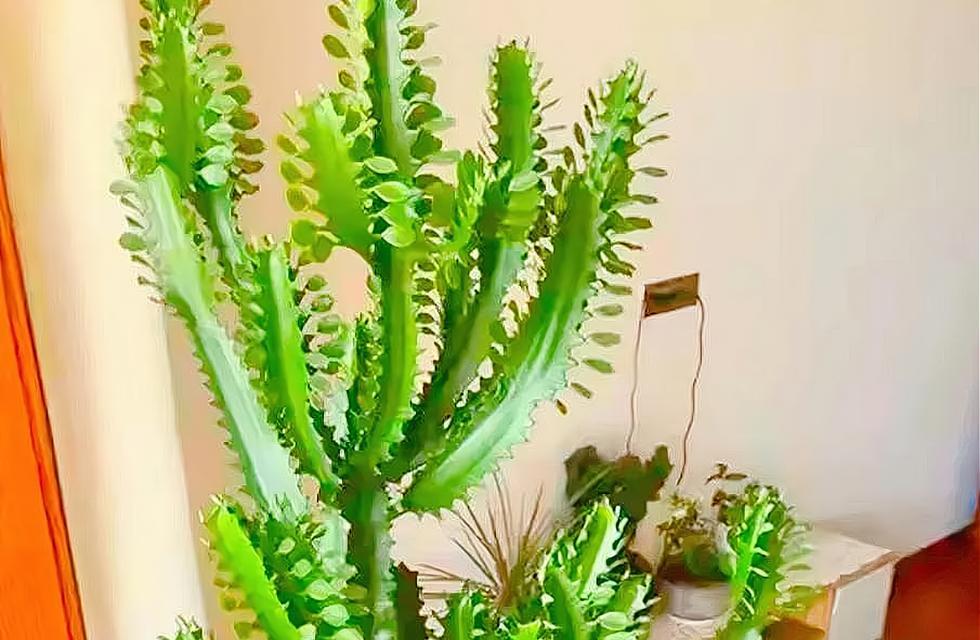 龙骨花多久能开花？养殖多长时间才能看到花朵？