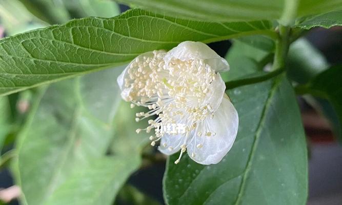 番石榴花的花语有哪些含义？