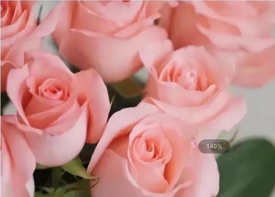 芬德拉玫瑰花语有哪些含义？