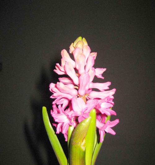 粉红风信子花语有哪些含义？