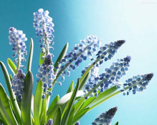 粉红风信子花语有哪些含义？