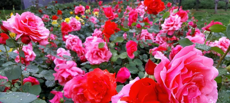粉红月季花的花语是什么？粉红月季花代表什么含义？