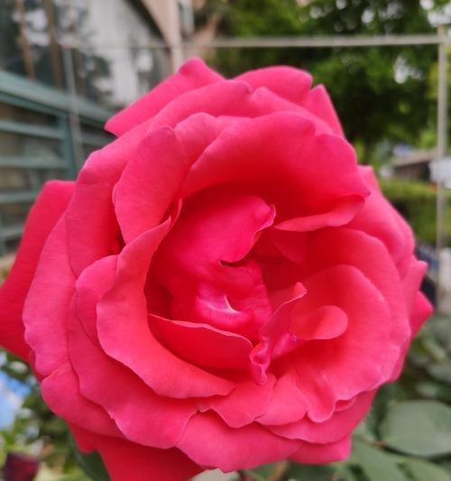 粉红月季花的花语是什么？粉红月季花代表什么含义？