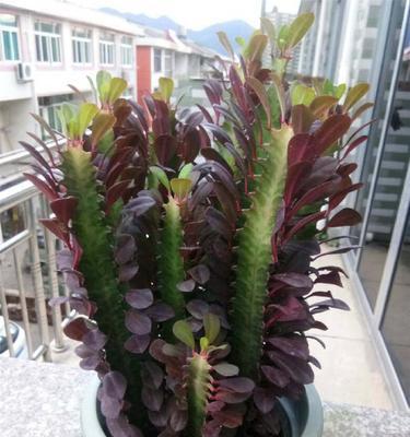 龙骨花对阳光的需求是什么？如何正确养护？