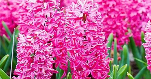 粉色风信子花语是什么？如何表达爱意？