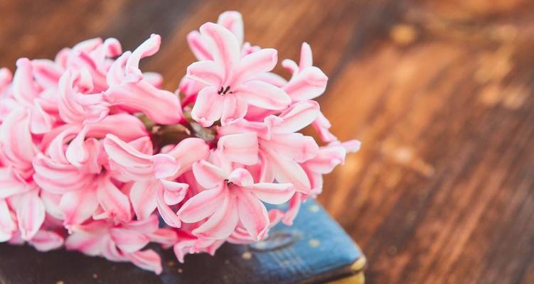 粉色风信子花语是什么？如何表达爱意？