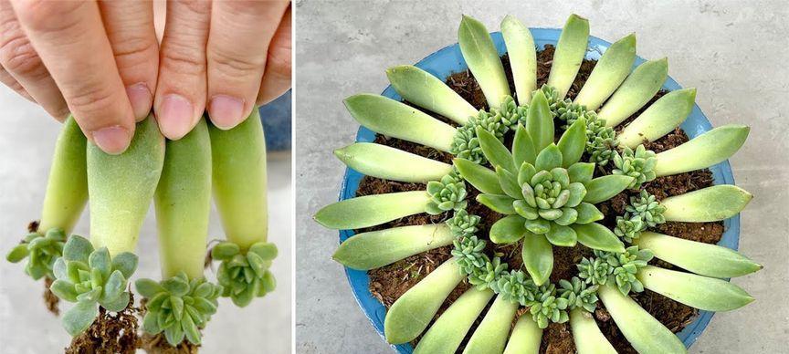 龙骨花扦插繁殖方法是什么？如何确保成活率？