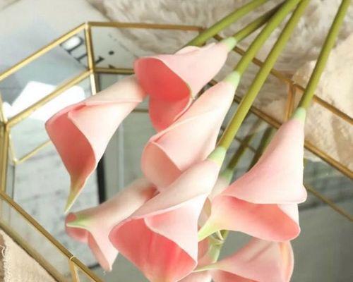 粉色马蹄莲花代表什么意思？粉色马蹄莲的花语有哪些含义？