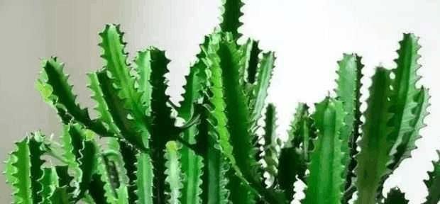 龙骨换土的最佳时间是什么时候？具体步骤有哪些？