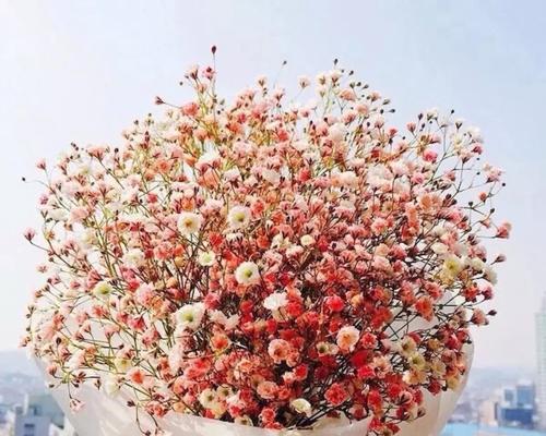 粉色满天星花语代表什么含义？
