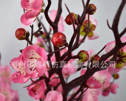 粉色梅花的花语是什么？粉色梅花代表什么含义？